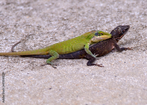 Vászonkép Two small fighting green and black lizards