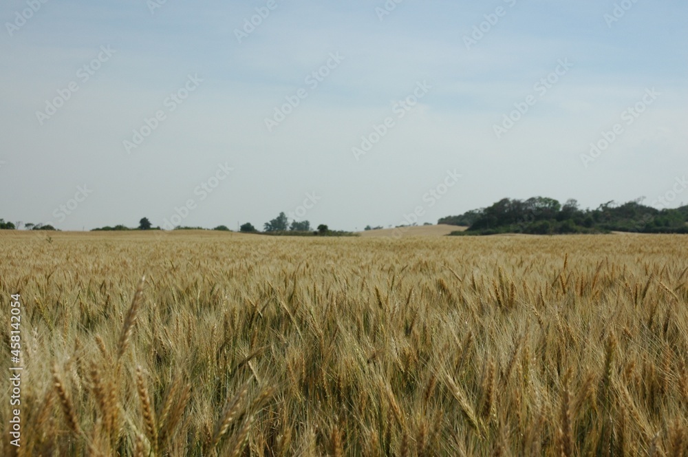 Obraz premium Golden wheat fields