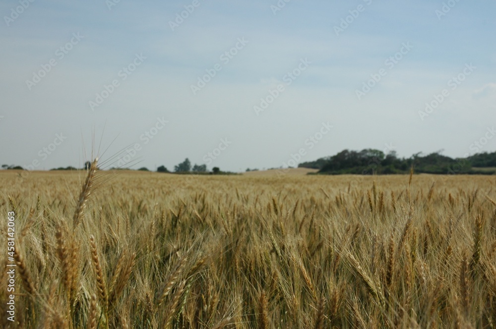 Obraz premium Golden wheat fields