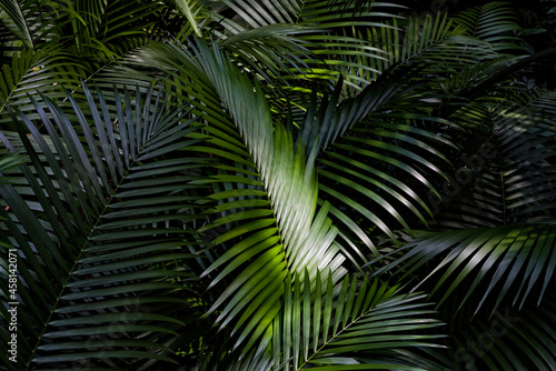 Palm tree leaves