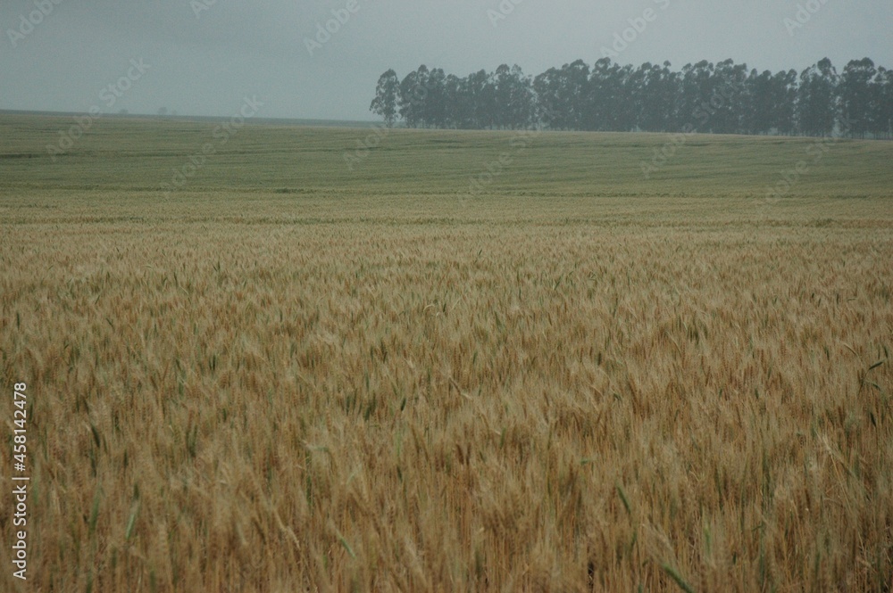 Obraz premium Golden wheat fields