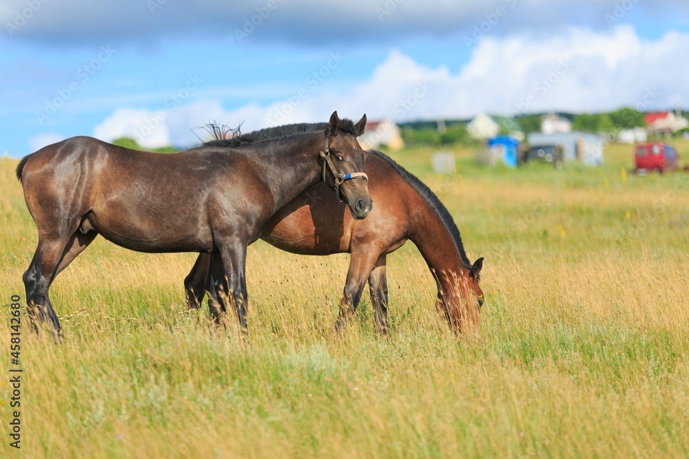 Horse runs on a green summer meadow on sunny day Horse runs on a green summer meadow on sunny day