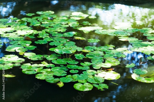 Leaves of Water Lily © BillionPhotos.com