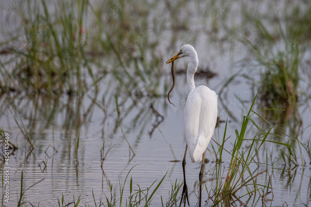 Nature wildlife image of cattle egret searching food on paddy field Nature wildlife image of cattle egret searching food on paddy field