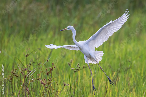 Nature wildlife image of cattle egret flying on paddy field