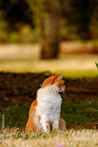 cat in the grass