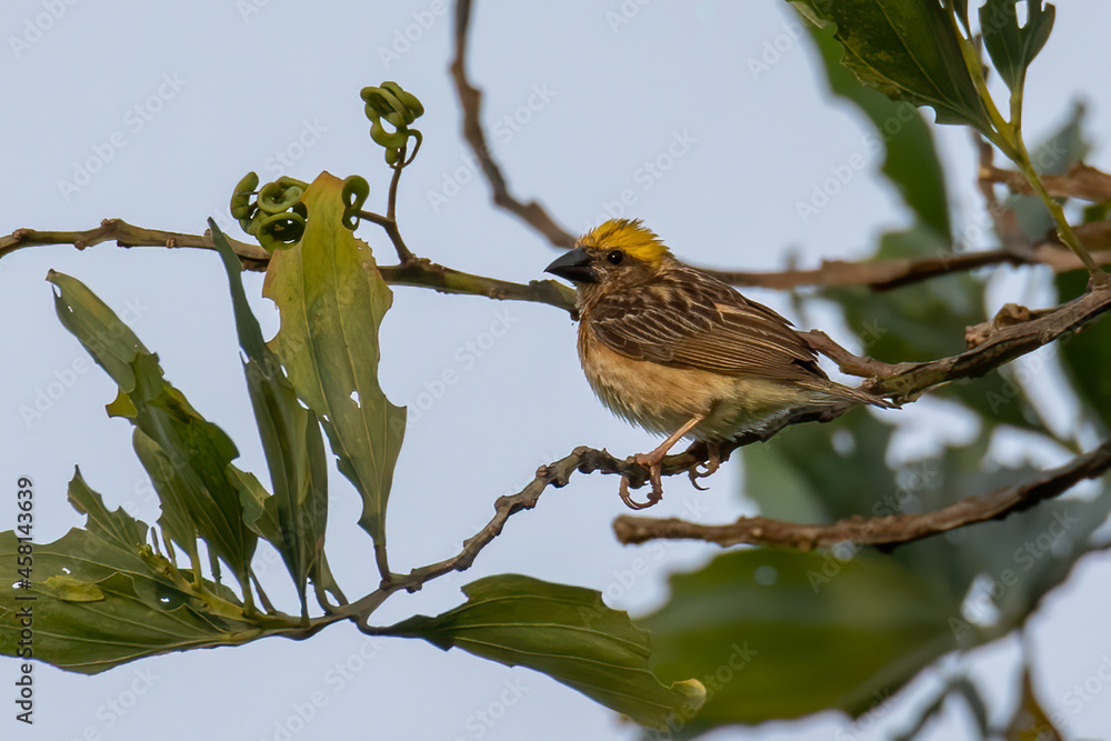 Nature wildlife image of Baya weaver inside bird nest Nature wildlife image of Baya weaver inside bird nest