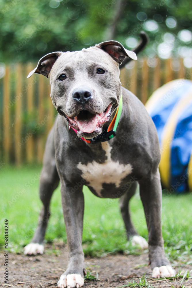 Pit bull dog playing and having fun in the park. Selective focus.