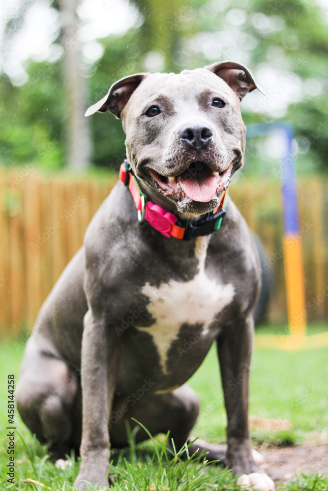 Pit bull dog playing and having fun in the park. Selective focus.