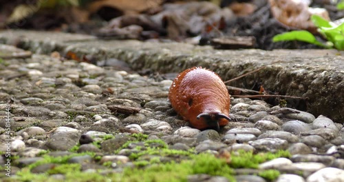 big brown slug crawling along the concrete path