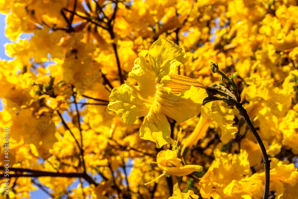 Yellow Ipê (Handroanthus albus) flowering in a square in the south of Sao Paulo
