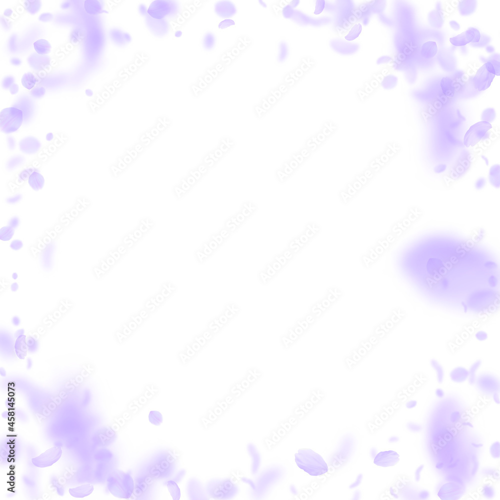 Violet flower petals falling down. Immaculate roma Violet flower petals falling down. Immaculate roma