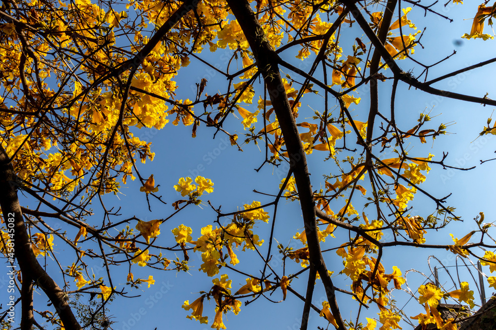 Yellow Ipê (Handroanthus albus) flowering in a square in the south of Sao Paulo Yellow Ipê (Handroanthus albus) flowering in a square in the south of Sao Paulo