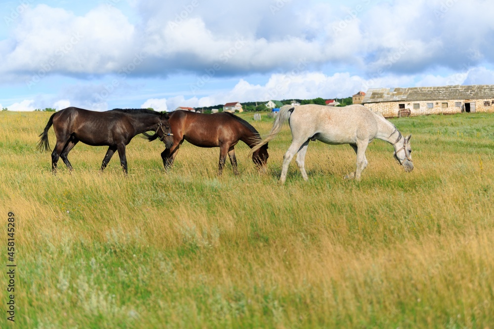 Horse runs on a green summer meadow on sunny day Horse runs on a green summer meadow on sunny day