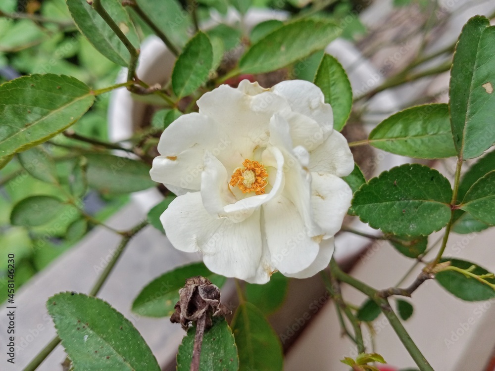 Fototapeta premium White rose blossom