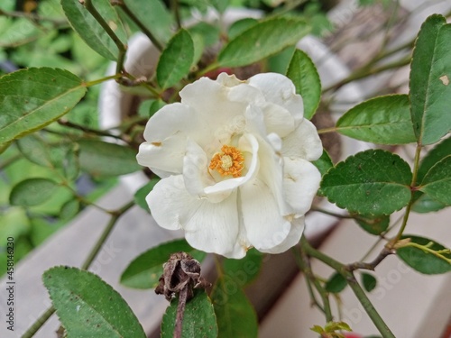 White rose blossom