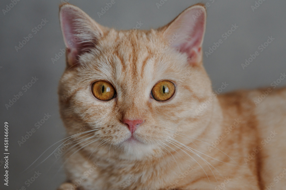 A beautiful red cat looks at the camera.
