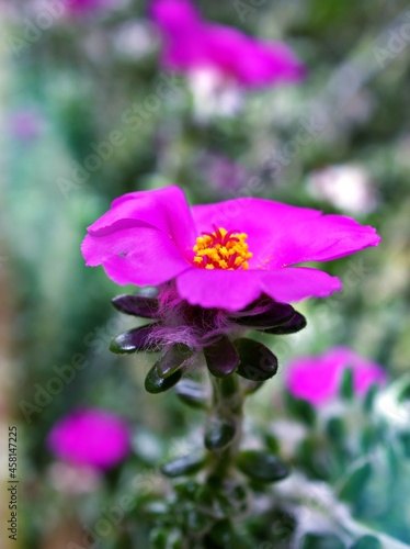 Closeup purple pink Portulaca Werdermannii flower succulent blooming in garden summer and soft selective focus for pretty background ,delicate dreamy beauty of nature ,macro ,copy space ,gently 