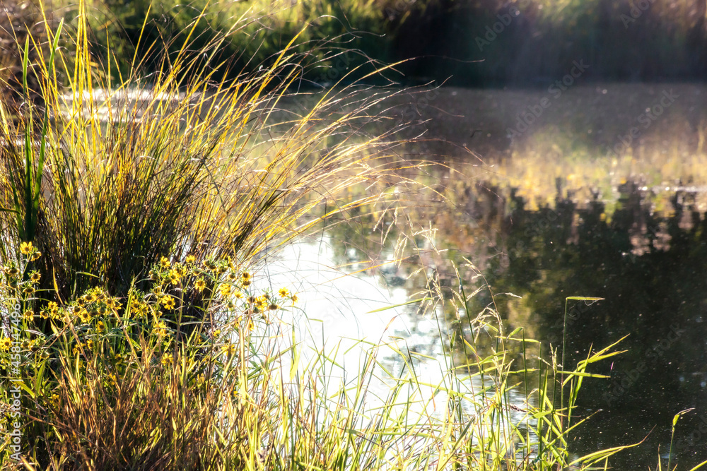 Sedges and autumn wildflowers blooming on the edge of the pond with the shoreline reflected in the pond.