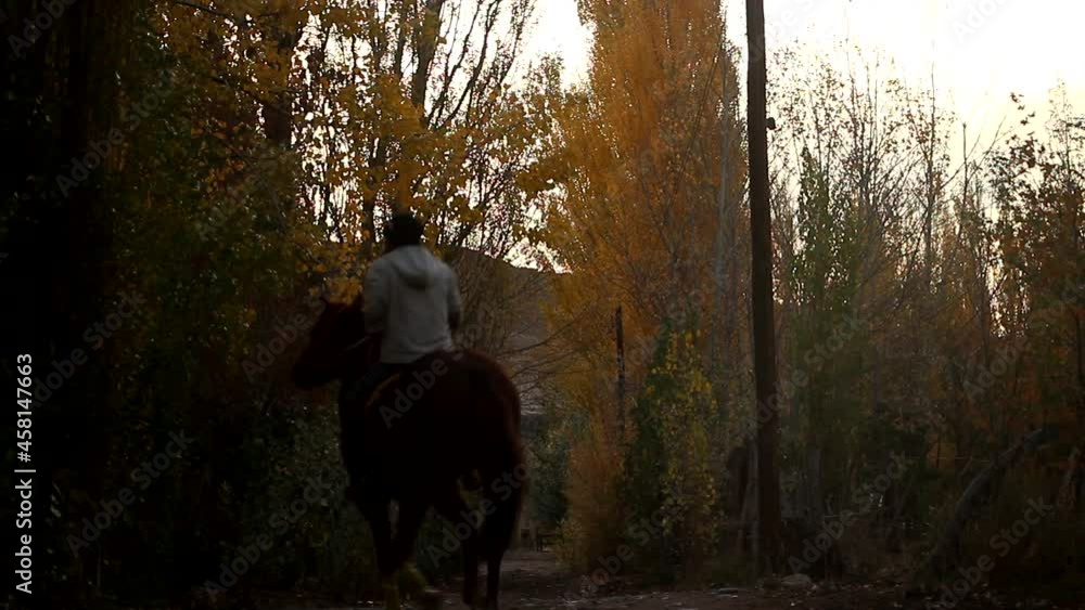 horse horse