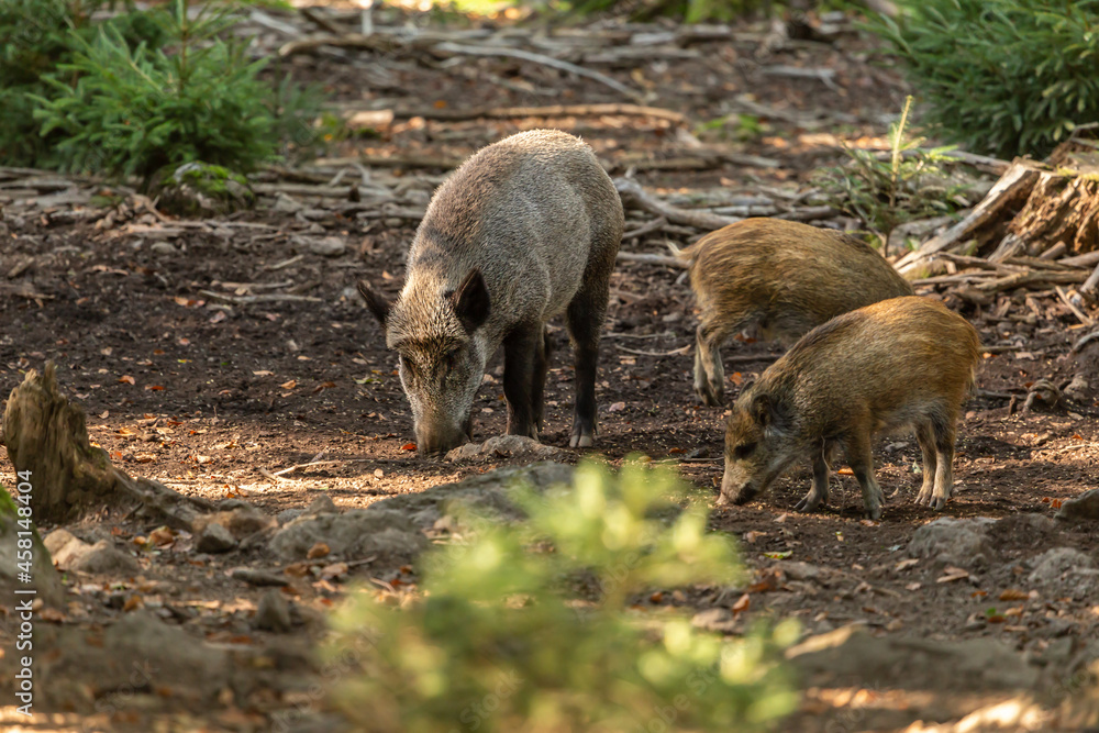 Portrait of wild pigs in an accessible enclosure at the bavarian forest national park, Neuschönau Portrait of wild pigs in an accessible enclosure at the bavarian forest national park, Neuschönau