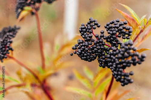 black elderberry fruit in the garden under soft sunlight. european black elderberry background