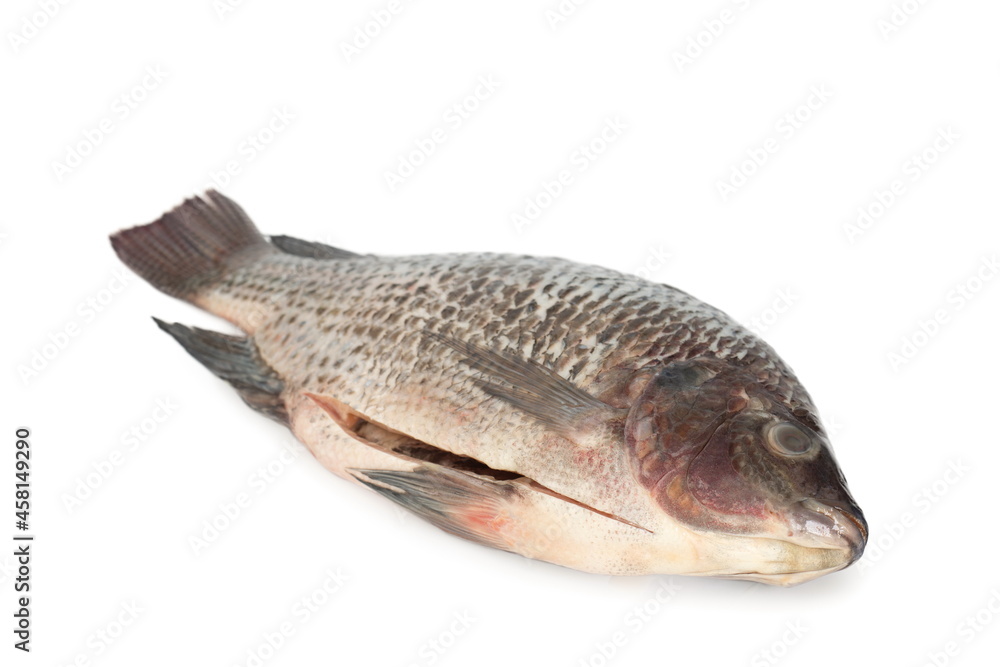 Tilapia fish(scaled and gutted for cooking) isolated on white background. Tilapia fish(scaled and gutted for cooking) isolated on white background.