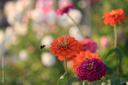 zinnias flowers