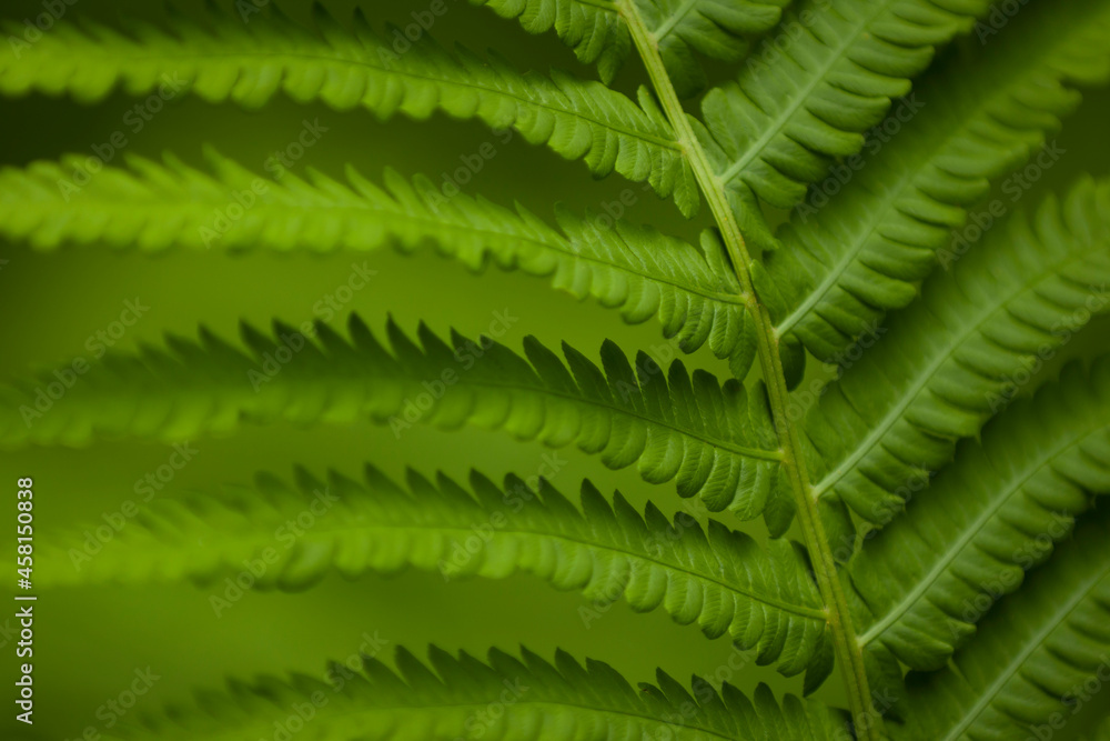 green fern leaves green fern leaves