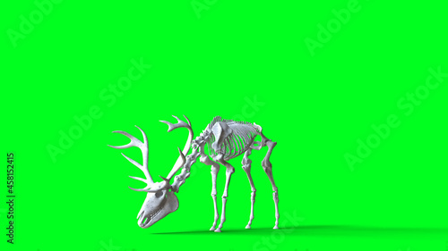 Skeleton deer on green screen. Isolate. 3d rendering.