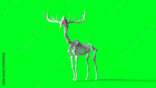 Skeleton deer on green screen. Isolate. 3d rendering.