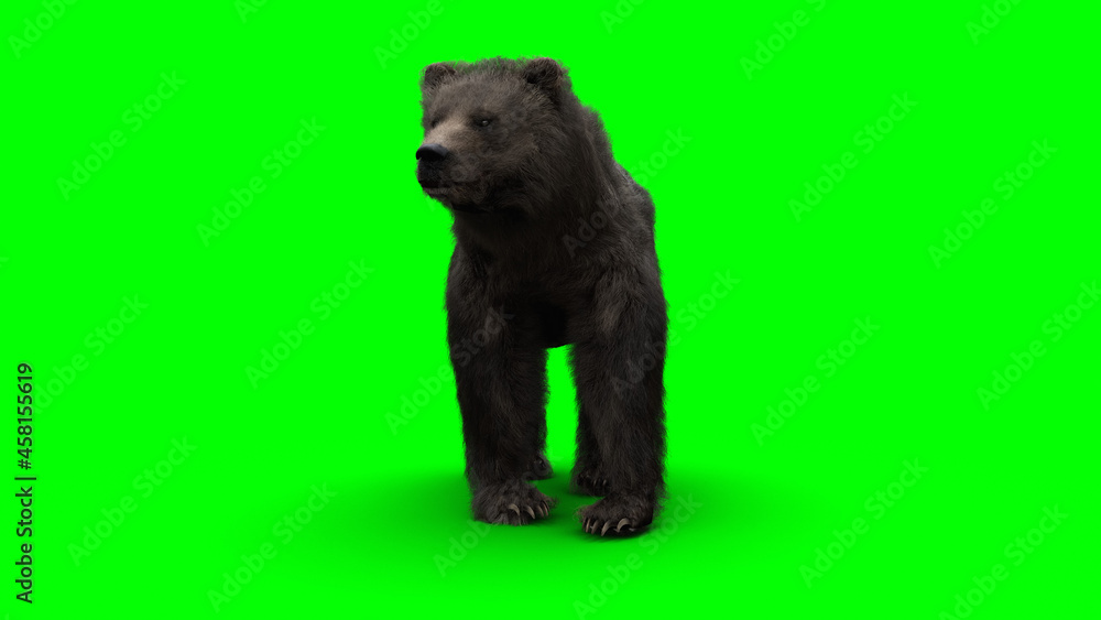 standing bear. Green screen isolate. 3d rendering.