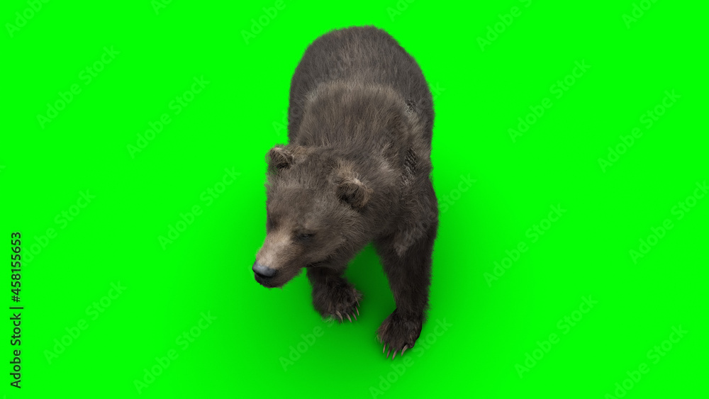 Fototapeta premium standing bear. Green screen isolate. 3d rendering.