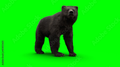 standing bear. Green screen isolate. 3d rendering.