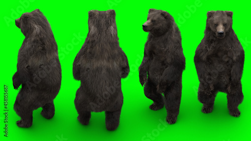 Fototapeta Naklejka Na Ścianę i Meble -  standing bear. Green screen isolate. 3d rendering.