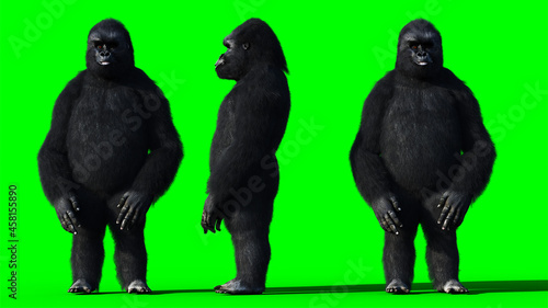 Fototapeta Naklejka Na Ścianę i Meble -  Funny speaking gorilla. Realistic fur. Green screen. 3d rendering.