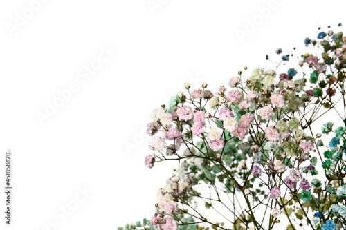 Beautiful colorful gypsophila flowers on white background  closeup