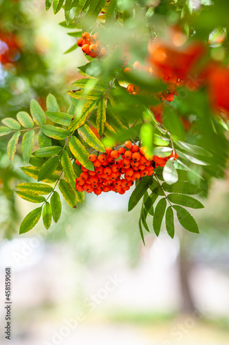Obraz na plátně Mountain rowan ash branch berries on blurred green background