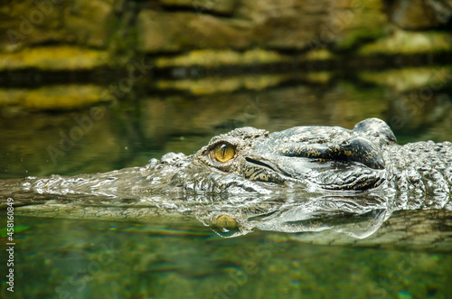 Crocodile swimming in water