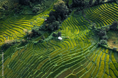 Green rice fields in the rainy season from the from the top above
