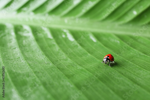 Cute ladybug on juicy green leaf