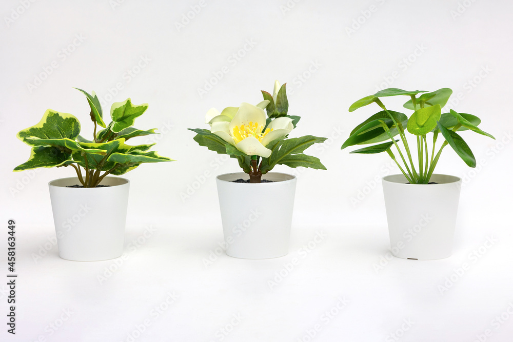 Natural green plants and flowers, Fejka, Round-leaved pellet, Thyme in white flower pots isolated on white background