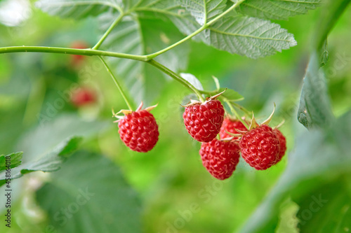 Fresh ripe raspberry berries in the organic garden