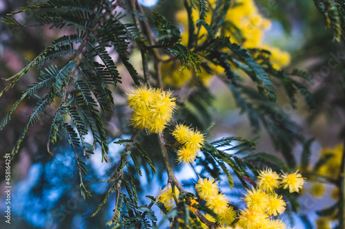 yellow flowers