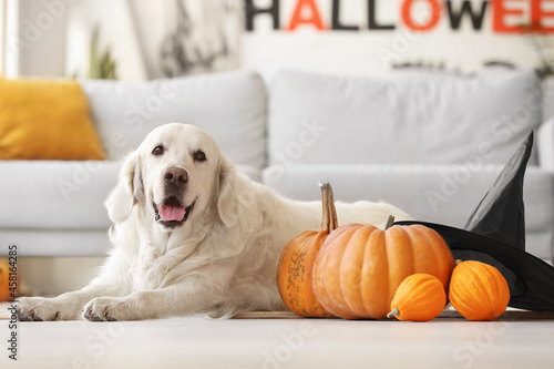 Cute labrador dog with Hall...