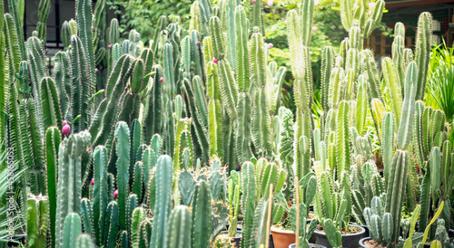 The various cactus with trees, that prepare for sale in the Covid19 epidemic.