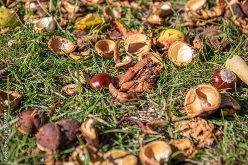 Chestnuts in the green grass. Sunny and beautiful autumn day