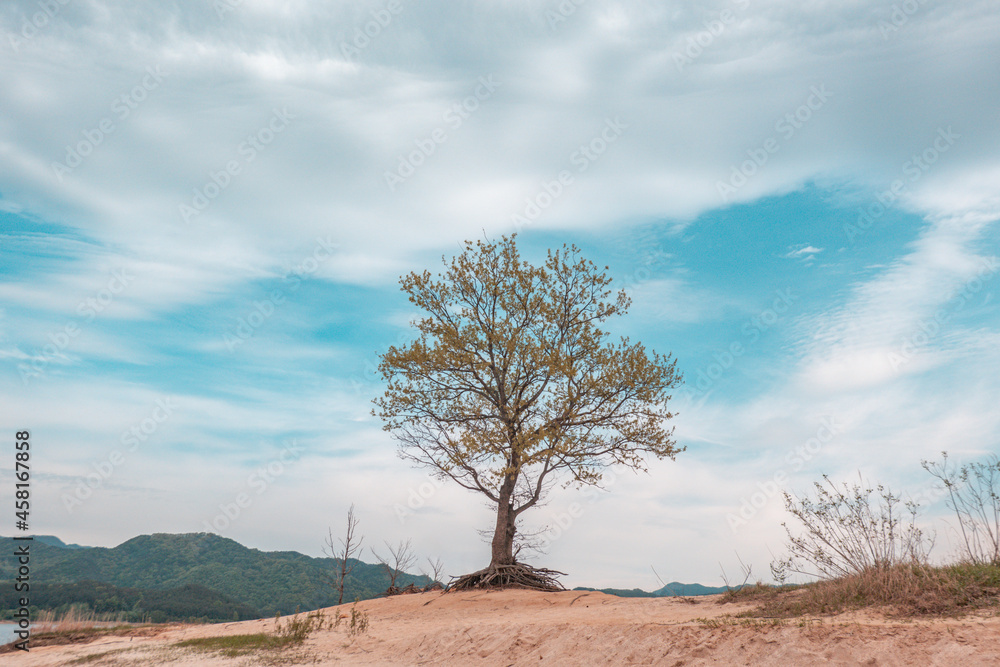 tree on the hill