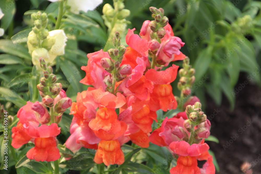 Snapdragons In Bloom, Banff National Park, Alberta Snapdragons In Bloom, Banff National Park, Alberta