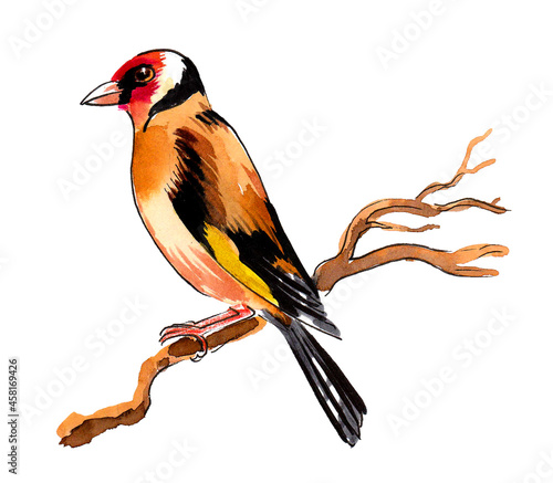 Fotografía Colorful finch bird sitting on a tree branch